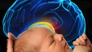 Fetal Brain Development EDP 310 [upl. by Ailhat20]