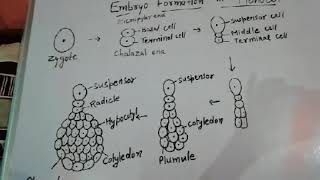 Embryo formation in monocot plants  class 12th [upl. by Isdnil]