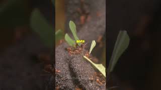 MindBlowing Ant Facts You Didnt Know antfacts [upl. by Ciredor802]