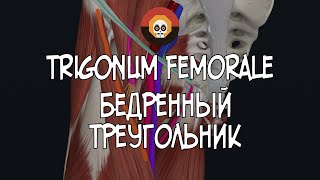 Бедренный треугольник trigonum femorale 3D Анатомия [upl. by Eelahc]