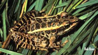 Pickerel Frog Lithobates palustris [upl. by Kumar901]