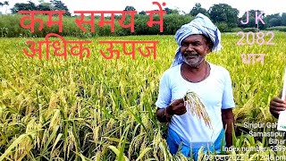 Dhan 2082 JK Hybrid paddyAdhik paidawarplot visitKisan Shree [upl. by Nyrehtak817]