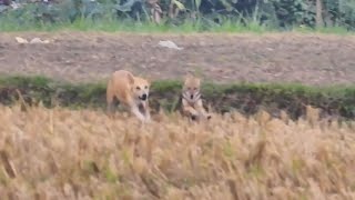 Fox vs Dog fight video [upl. by Letty]