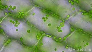 Cyclosis in plant cells Elodea  Циклоз в клетках элодеи [upl. by Chrisse777]