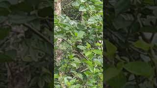 white cheeked barbet kutturuvan eating mulberries [upl. by Ackley684]