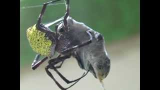 Garden Spider v Carpenter Bee [upl. by Leshia942]