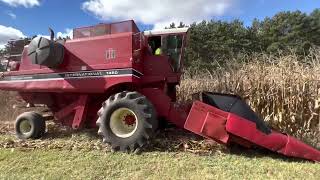 International Harvester 1460 Combine First Run 2021 [upl. by Frans]