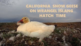 Snow geese on the breeding colony on Wrangel Island Russia [upl. by Enillebyam]