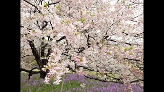 20240404 小金井公園🌸光が丘公園🌸井の頭恩賜公園の桜 [upl. by Nehtanhoj938]