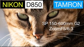 Tamron SP 150600mm G2 f563 Zoom with Nikon D850  Great Zoom Combo [upl. by Ellienad]