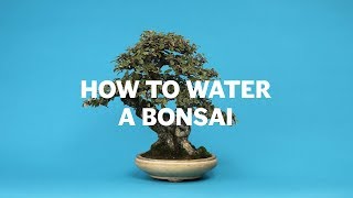 How To Water A Bonsai [upl. by Margarete743]