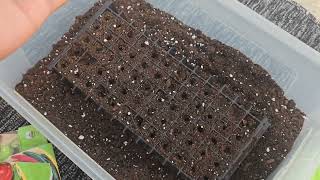 Growing chilli seeds in Seedling tray  Chilli Seed Germination  Home Gardening [upl. by Virnelli]