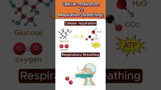 Cellular respiration Vs Respiration 🌬️🧬 cellularrespiration shorts ytshorts [upl. by Anhaj]