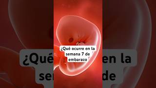 🤔 ¿Qué ocurre en la semana 7 de embarazo 🤰 Síntomas y desarrollo del bebé [upl. by Lexy363]