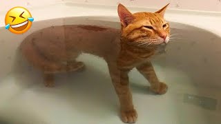 The FUNNIEST Dogs and Cats Shorts Ever 😻🐶 You Laugh You Lose 🤣 [upl. by Bluefarb]