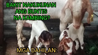 BAKIT NAKUKUNAN ANG BUNTIS NA KAMBING [upl. by Ackler]