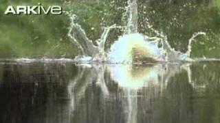 ARKive Osprey video Pandion haliaetus 00 [upl. by Wentworth]