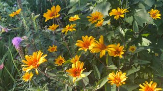 A Moment of Beauty with Bleeding Hearts Heliopsis Helianthoides Scabra [upl. by Odella]