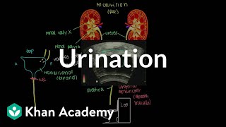 Urination  Renal system physiology  NCLEXRN  Khan Academy [upl. by Arednaxela353]