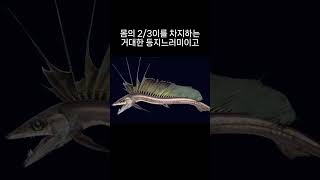 어류  07 돛란도어Longnose lancetfish [upl. by Larred60]