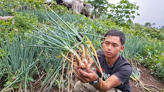 Luar Biasa Tanpa Kimia Tumbuh Subur Hari Ini Aku Panen Bawang Loncang Untuk Di Tanam [upl. by Silva305]