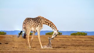 How Giraffe Giving Birth Success [upl. by Essirehs]