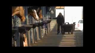 Box chevaux JOURDAIN [upl. by Irac]