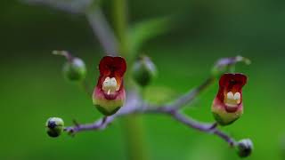 개현삼 Grays figwort [upl. by Kincaid]