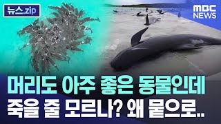 머리도 아주 좋은 동물인데 죽을 줄 모르나 왜 뭍으로 뉴스zipMBC뉴스 [upl. by Eillit]