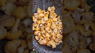 Chanterelle mushrooms [upl. by Noired73]