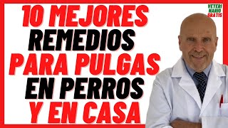 🔴 10 MEJORES Remedios Caseros para Quitar PULGAS en PERROS 🔴Repelentes Naturales 100 Efectivos [upl. by Ahseinod]