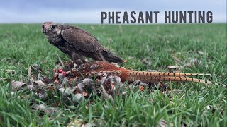 FALCONRY  quotSaker falcon pheasant huntingquot [upl. by Annavahs856]