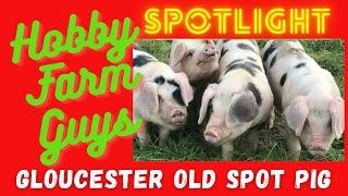 HFG Farm Animal Spotlight Gloucester Old Spot Pig [upl. by Simonsen]