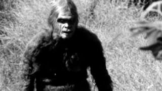 14 Amazing things About BIG FOOT [upl. by Nwahsud]