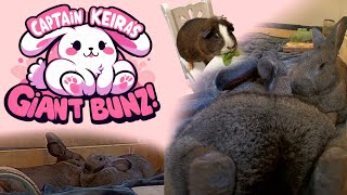 Giant Bunz  Flemish Giant Bunny Rabbit Stream 247 by CaptainKeira [upl. by Lainey]