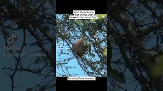 Bird Vs snake wildlife wild life animals Natgeo wild animals [upl. by Kelwen]