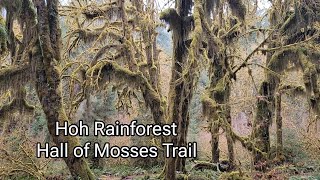 Hoh Rainforest  Hall of Mosses Trail [upl. by Alracal787]