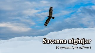 Cabak Kota Savanna nightjar  Caprimulgus affinis Sound while flying [upl. by Ailaroc]