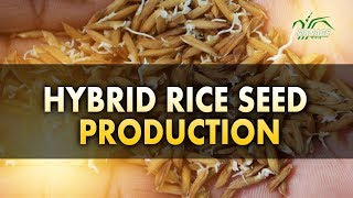 Hybrid Rice Seed Production Telugu [upl. by Areehs294]