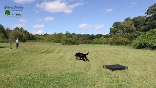 Steadiness Drills  Teach Your Dog Better Control [upl. by Coppock]