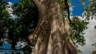 La Ceiba Árbol que sostenía el Universo [upl. by Stace]