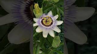 Passiflora caerulea o PASIONARIA🌺 short Flores y Mariposas [upl. by Malinda232]