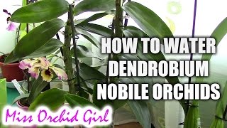 How to water Dendrobium Nobile orchids  Tips for healthy orchids [upl. by Michaella]