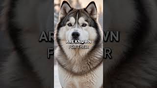 Discover the Majestic Alaskan Malamute Fascinating Facts Revealed [upl. by Ailesor]