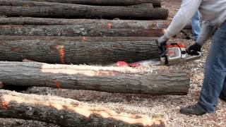 Debarking Trees for Hopyard Posts [upl. by Suirad608]