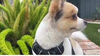 Good morning Sunrise 🌅🐶🐾walking dog shortvideo pets pomeranian [upl. by Weaks368]