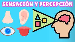 ¿Qué es Sensación y Percepción y Cuáles son sus Diferencias [upl. by Cohette]