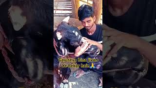 Gau seva ke Bina jivan ye bekar hain maa gaumata songbhakti video 🤷🙏 [upl. by Snow]