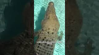 saltwater crocodile [upl. by Datha155]