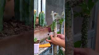 How to graft a variegated lactea cristata euphorbia Part2 [upl. by Aeikan]